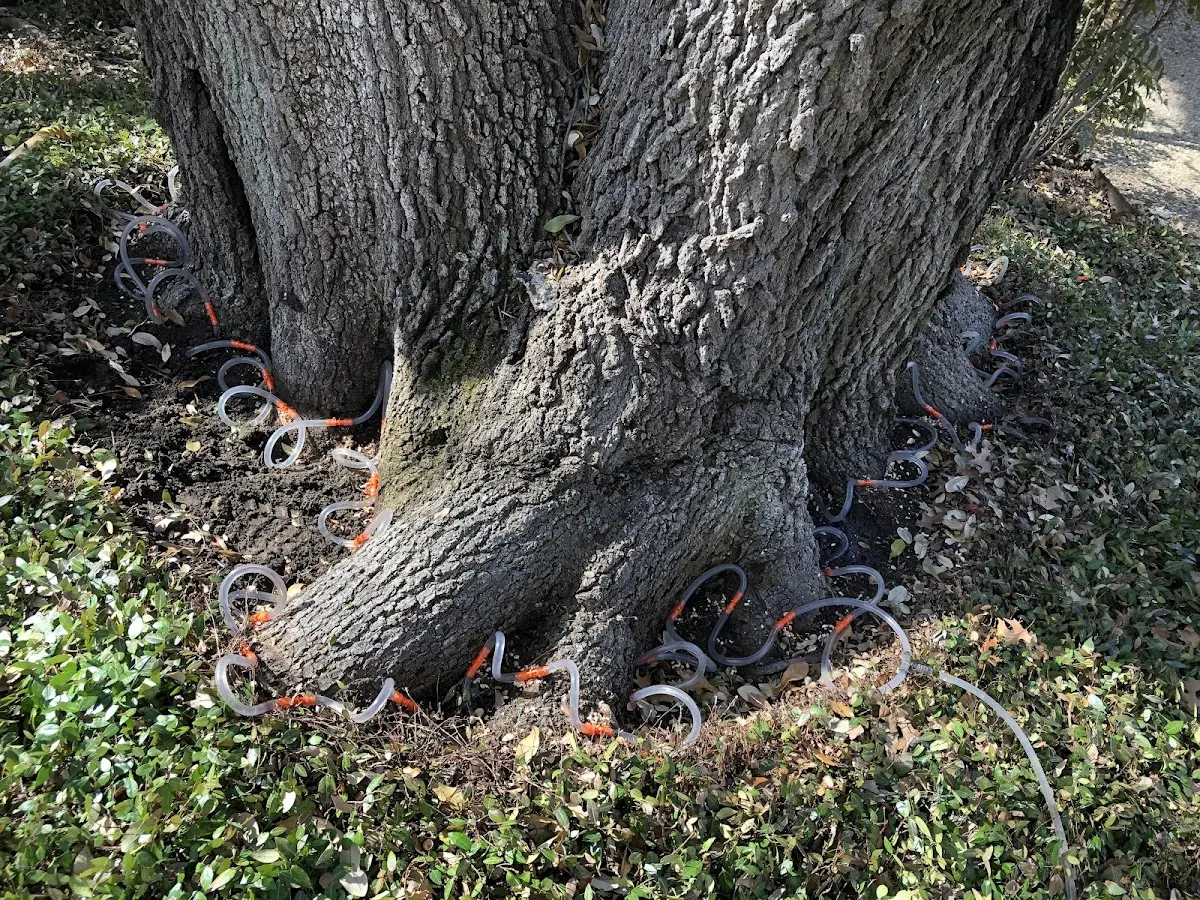 Detailed Tree Cabling and Bracing job site in Lynwood