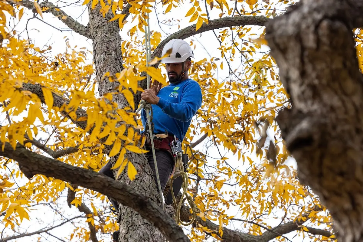 Skilled Tree Planing crew working in Lynwood